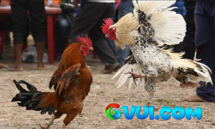 Cách chọn gà có vảy Linh Giáp Tử