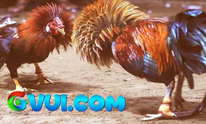 Giới thiệu cá cược đá gà cựa sắt tại GVUI.COM