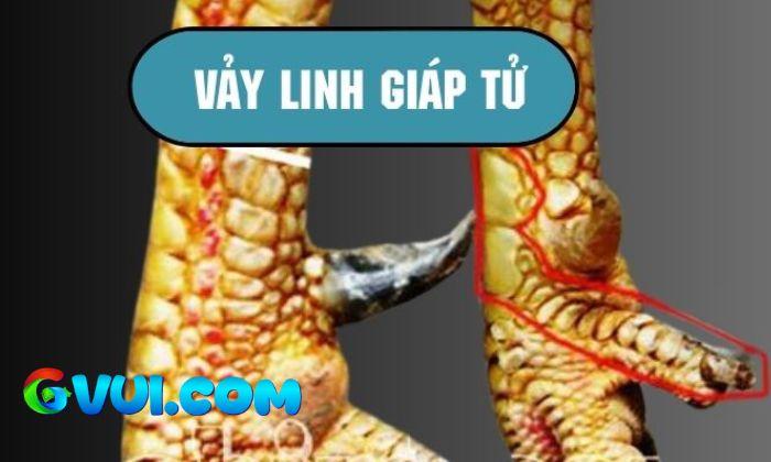 Giới thiệu về vảy Linh Giáp Tử