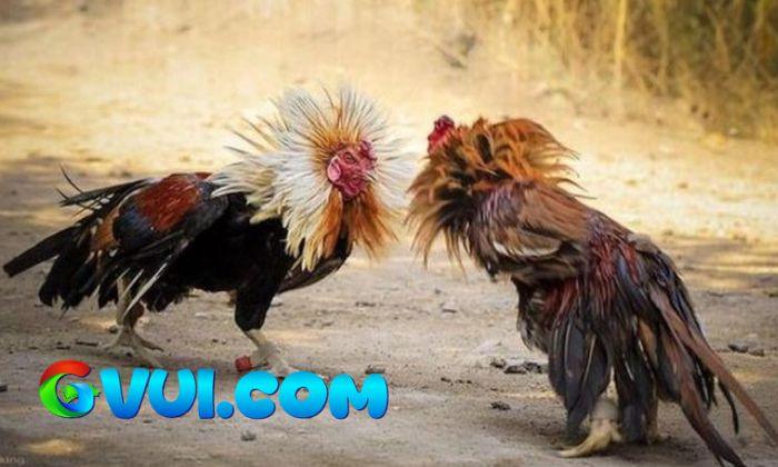Lưu ý khi áp dụng màu mạng đá gà