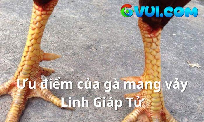 Ưu điểm của gà mang vảy Linh Giáp Tử